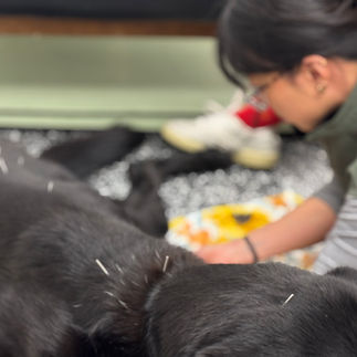 Dr.Xie performing acupuncture at Art City Vets