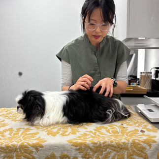 Dr.Xie performing acupuncture at Art City Vets