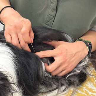 Dr.Xie performing acupuncture at Art City Vets