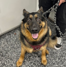 Dog smiling and happy at Art City Vets