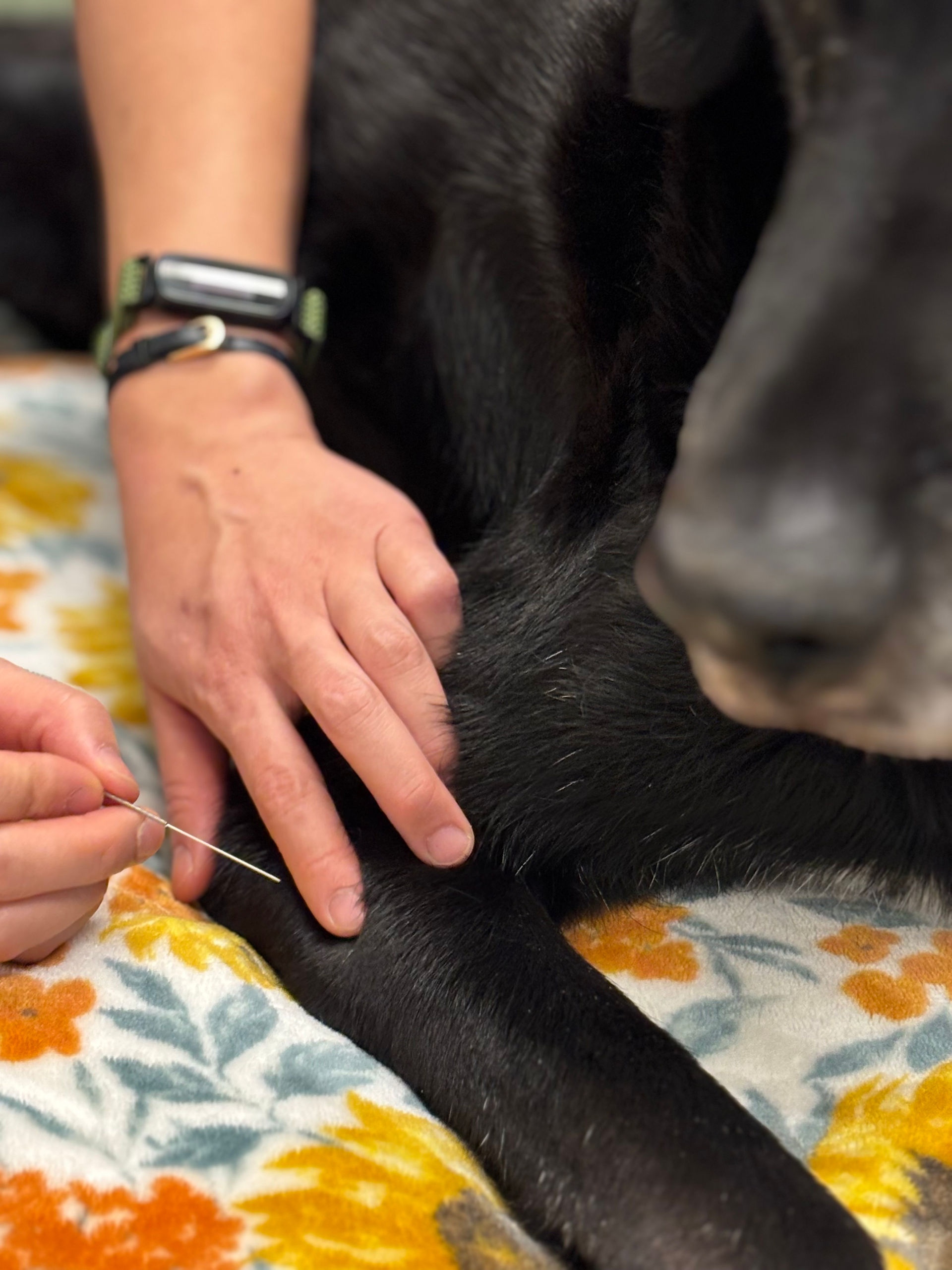 Dr.Xie performing acupuncture at Art City Vets 