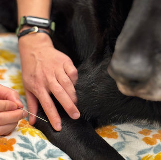 Dr.Xie performing acupuncture at Art City Vets