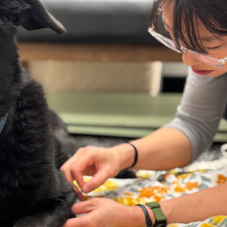 Dr.Xie performing acupuncture at Art City Vets