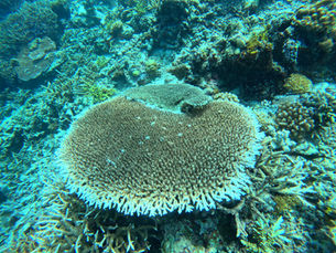 제종길의 끝장난 바다 | ② 기후위기에 취약한 우리 바다