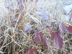 배이슬의 기후월령가 | 빚을 내서라도 추운, 소설
