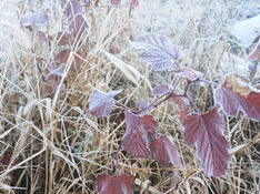 배이슬의 기후월령가 | 빚을 내서라도 추운, 소설