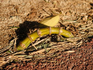 김우성의 생태포럼 | 줄기로 만드는 숲