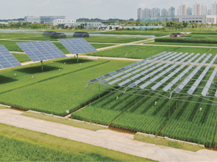 박진희의 먹거리 정의 | 영농형 태양광, 에너지 농사도 함께