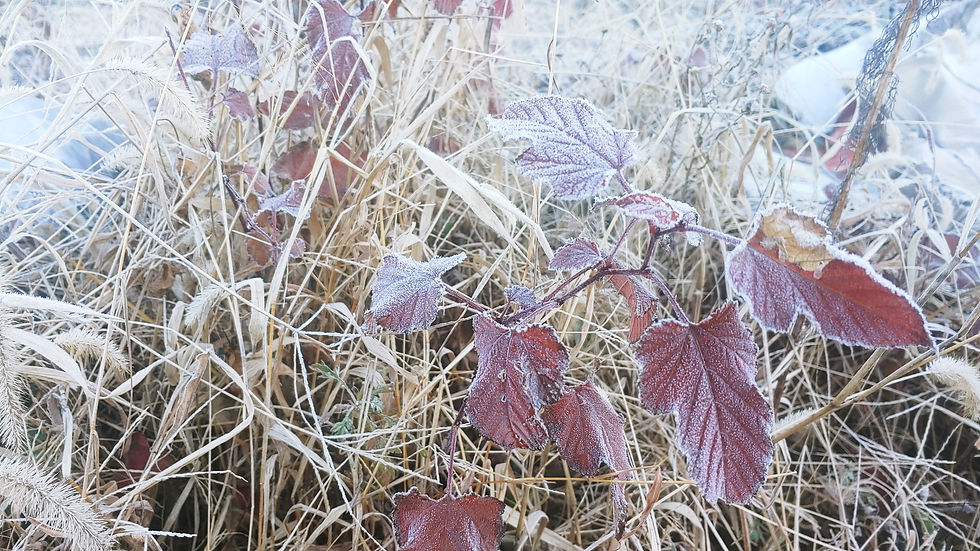 짙은 서리 덕에 풀도 단풍이 든다. 손이 시렵다. 빚을 내서라도 온다는 추위가 오고 있다. 사진_배이슬