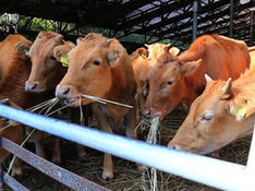 김현권의 농업 이야기 ⑦ | 세계시장을 내다보는 한국의 축산, 한우를 중심으로