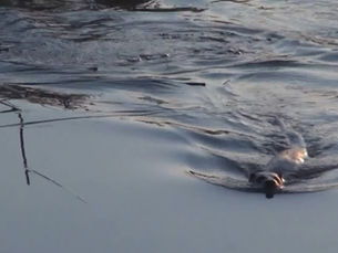 [오픈넷03] 목포MBC | 부쩍 늘어난 수달 목격담.. 이주인가? 피난인가?