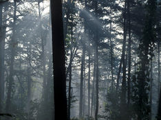 박정희의 산주변론(山主辯論) ⑨ | 많이 심은 숲이 더 약하다 … 울폐도를 건드려야 사는 산