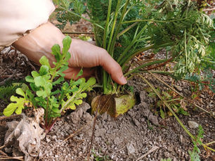 배이슬의 기후월령가 | 시작은 들어오는 게 아니라 세우는 것, 입춘