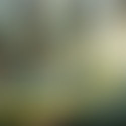 박정희의 산주변론(山主辯論) ⑩ | 녹화의 기적을 완성하는 마지막 퍼즐, ‘산림경영의 산업화’