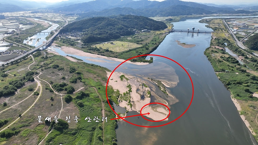 낙동강과 감천이 만나는 합수부 삼각주의 모습. 감천에서 모래가 흘러들어와 예전 모습으로 복원했다. 그곳에 다양한 물새들이 산란해 번식하고 있다. 사진_정수근