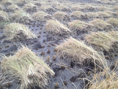 배이슬의 기후월령가 | 찬 이슬에 곡식 영그는, 한로