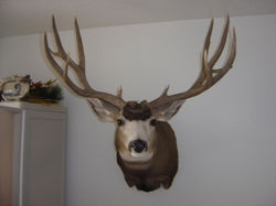 semi sleek left turn