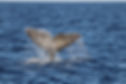 Tursiops Cachalots.JPG