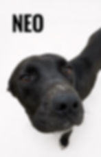 Primer plano del perro Neo para Alazul y Rompiendo Cadenas