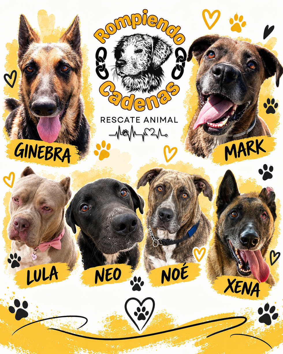 Perros rescatados de Alazul: Ginebra, Mark, Lula, Neo, Noé y Xena.