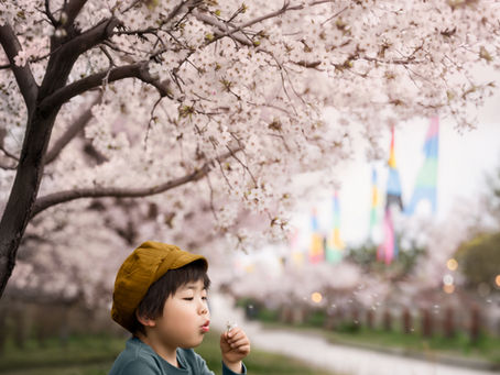 桜