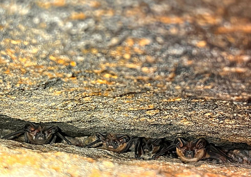 Nyctinomops macrotis in rock crevices in Xingu_edited.jpg