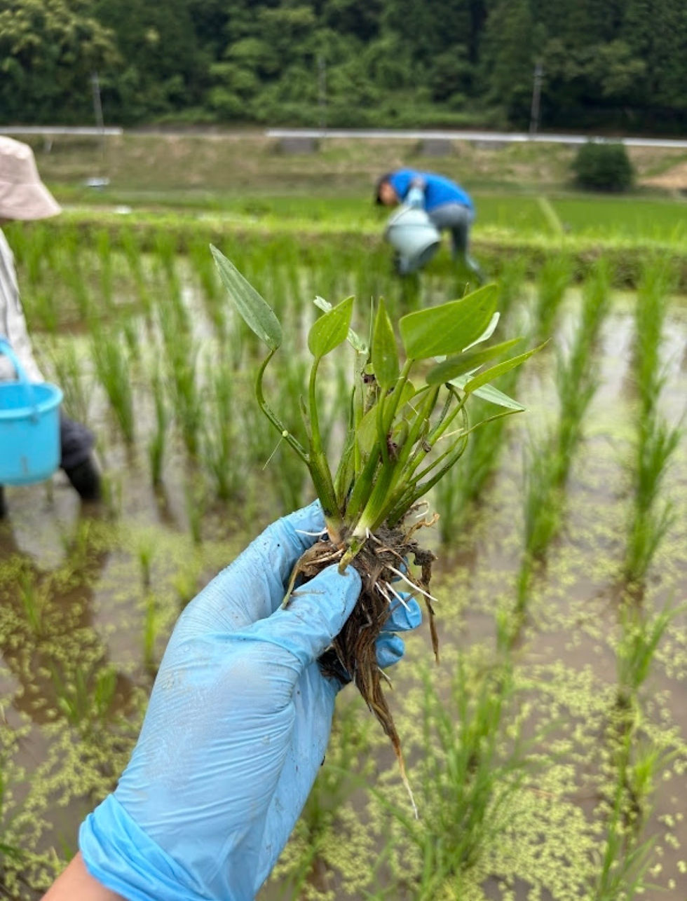 よく見る雑草の一つの「コナギ」です