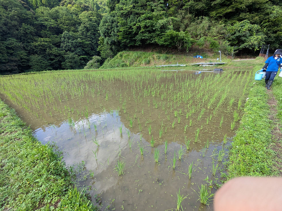 上の田んぼの様子