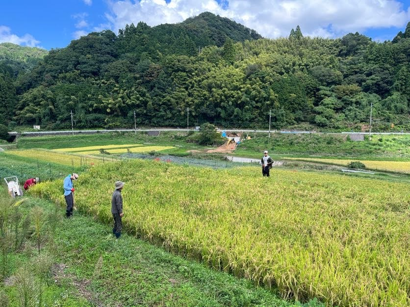 下の田んぼ(にじのきらめき)