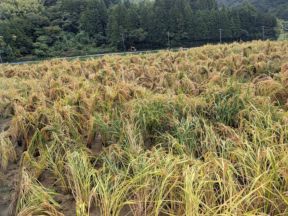 9/20(日)午前の上の田んぼ(コシヒカリ)の様子