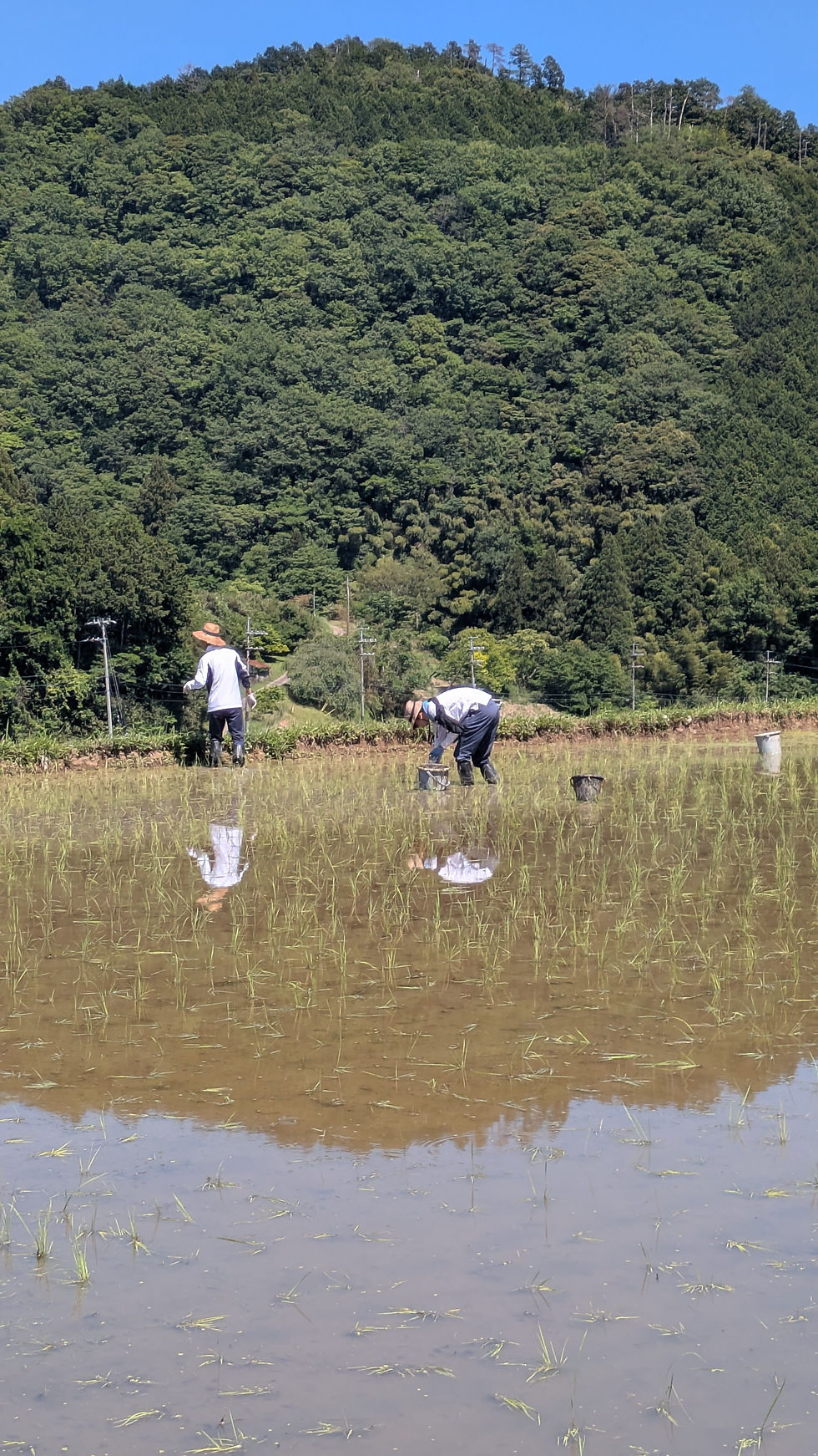 黙々と除草