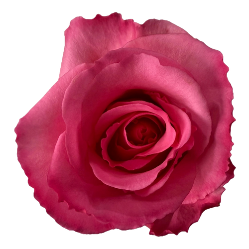 Red Ralitsa Roses Eliza | Redil Roses