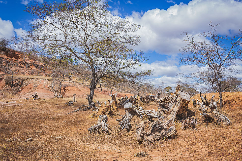 Região do sertão mineiro com árvores secas e restos de árvores cortadas. O local é o sítio paleontológico do Piripiri onde foram encontrados fósseis de dinossauros. Cidade de Coaração de Jesus, MG. Foto de Sandra Doyama do VK Guias Digitais Interativos