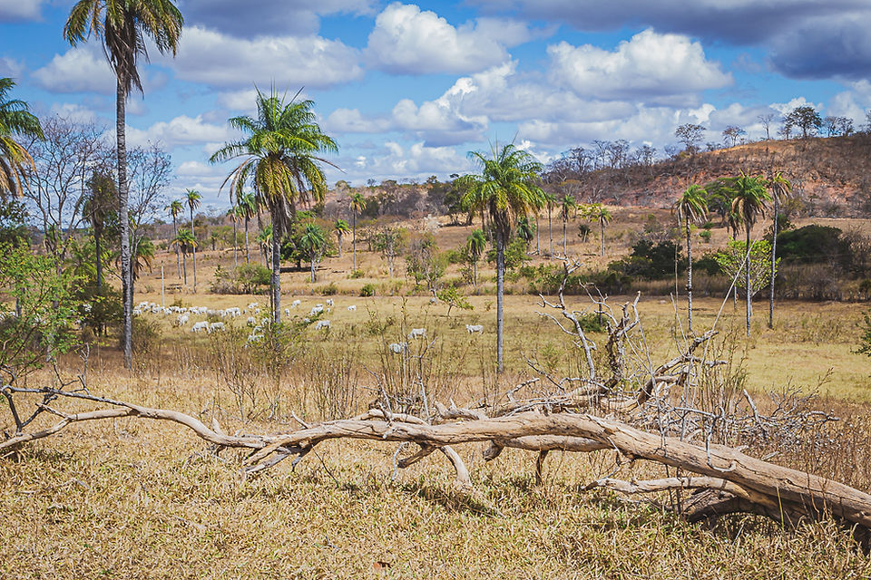 Paisagem de um vale onde se avista coqueiros e o tronco de uma árvore seca caída. Um cenário que lembra o Jurassic Park. Local: Sítio Paleontológico do Pirpiri em Coração de Jesus, MG.Foto de Sandra Doyama do VK Guias Digitais Interativos