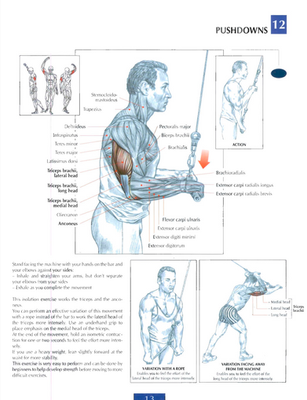 Maximizing Your Tricep Gains: A Complete Guide to Cable Pushdowns