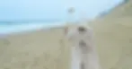 Robed figure of Saint Drogo stalks the Province Town Beach