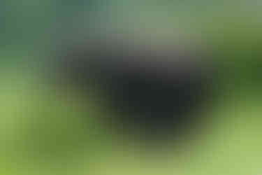 Parku Narodowym Chobe