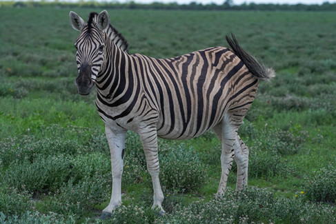 Park Narodowy Etosha