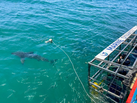 Nurkowanie z rekinami