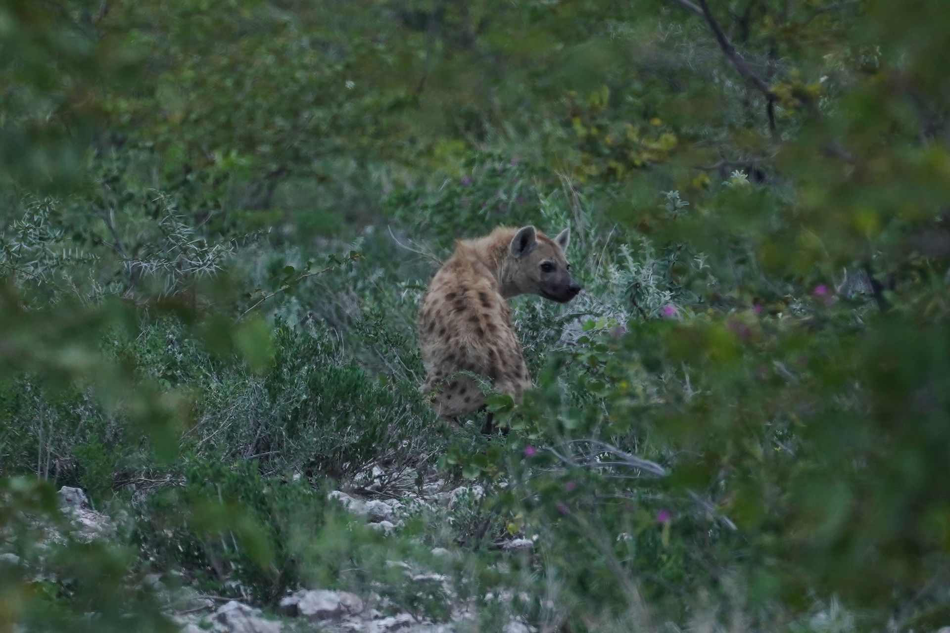 Park Narodowy Etosha