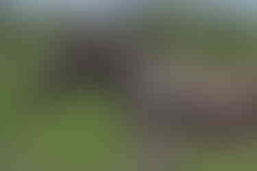 Park Narodowy Etosha