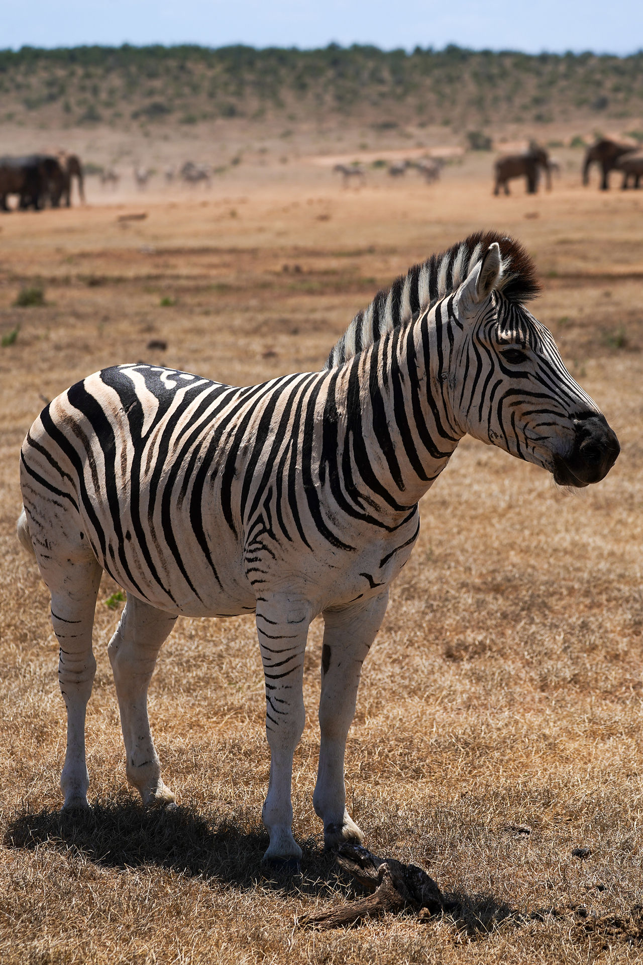 Addo elephant