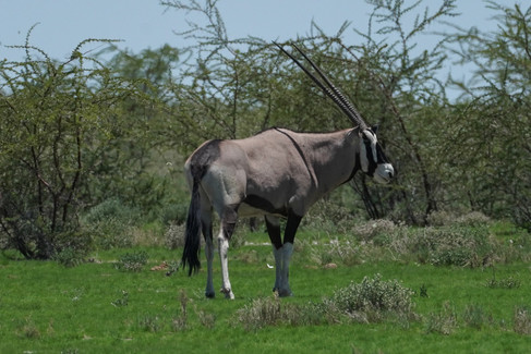 Park Narodowy Etosha
