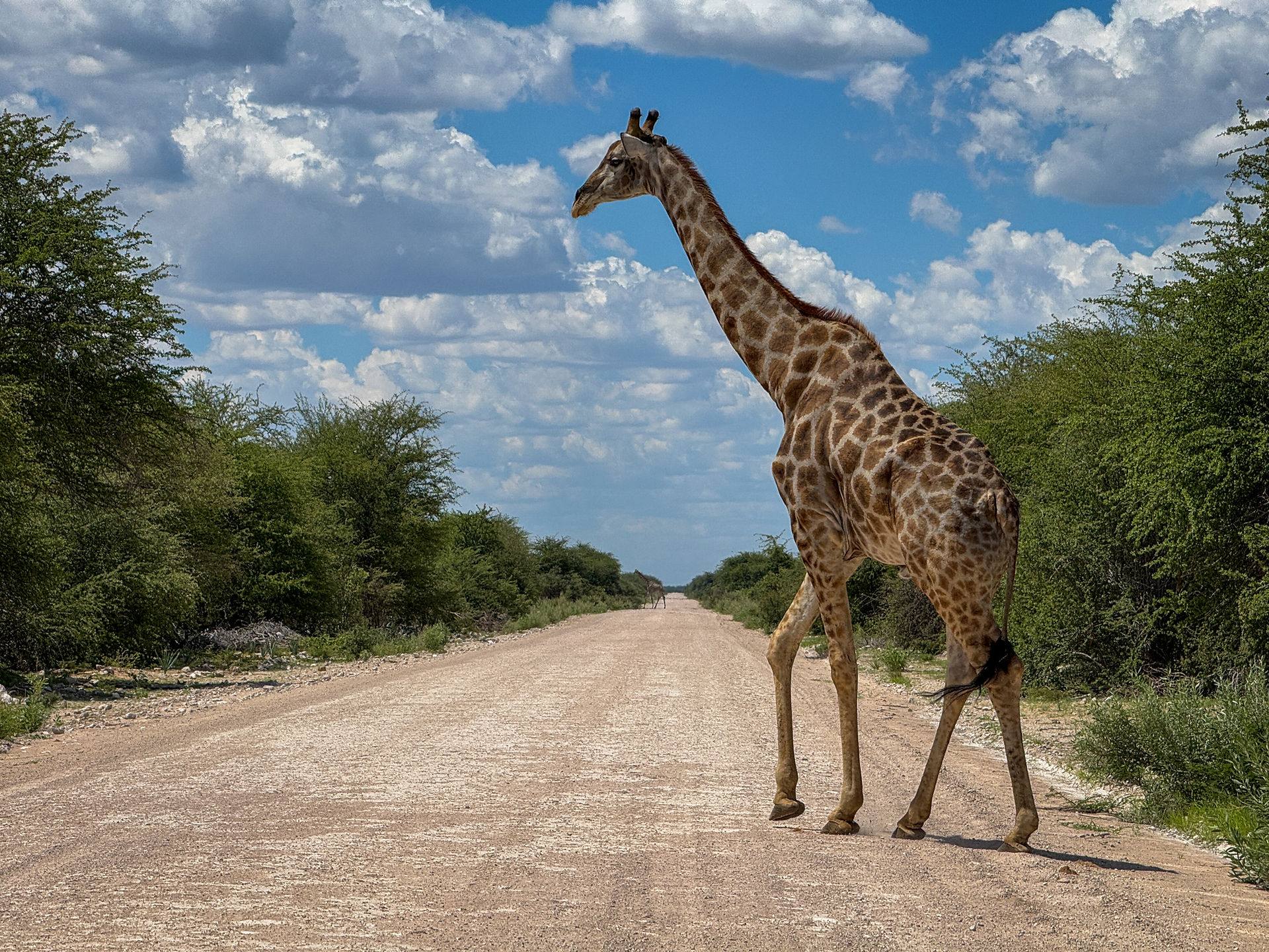 Park Narodowy Etosha