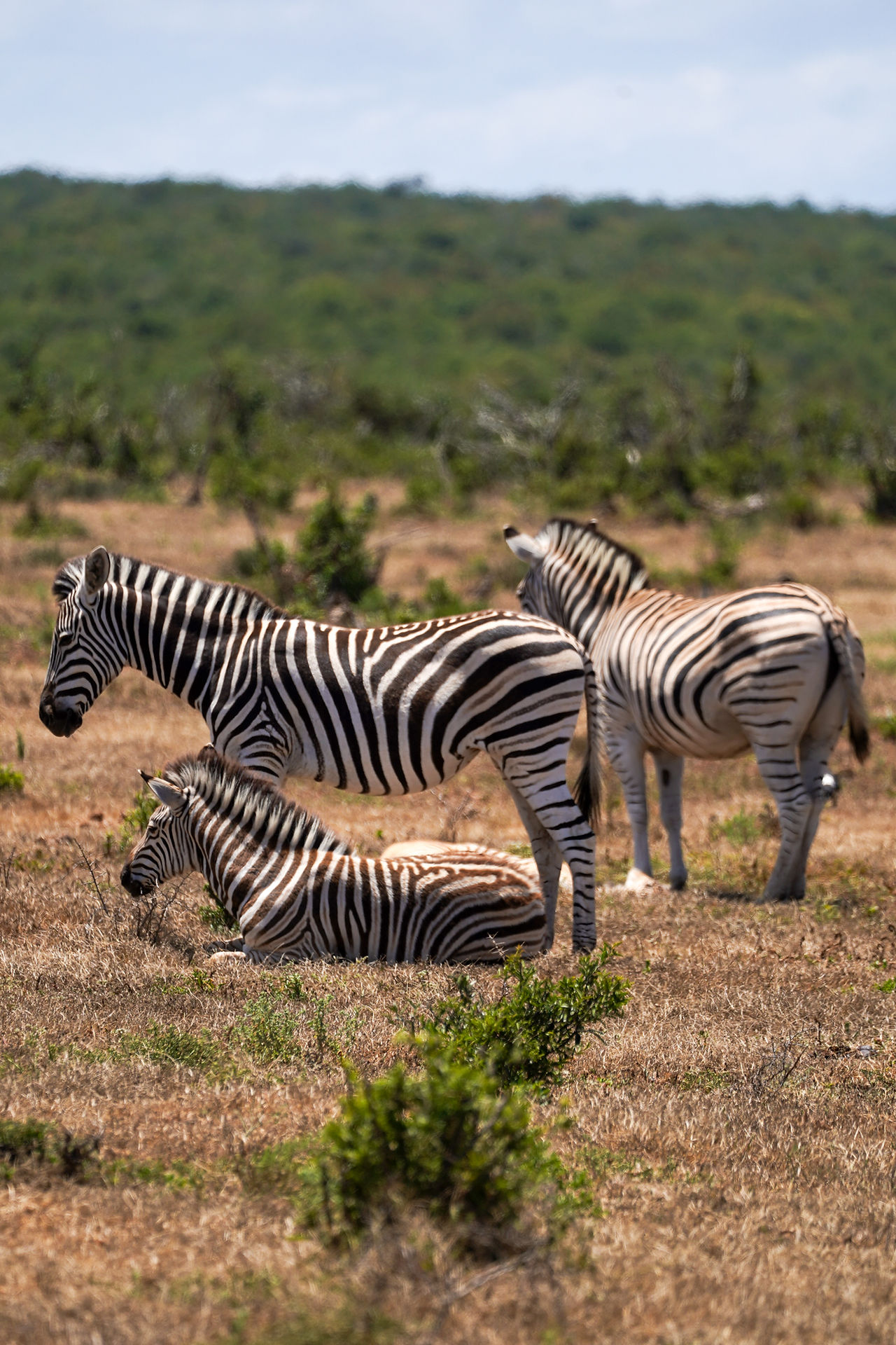 Addo Elephant