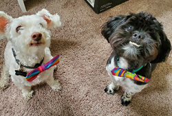 Gay%20dogs_edited