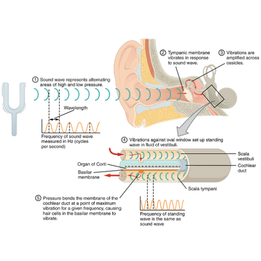 Exploring the Connection Between Tinnitus and the Neck and Jaw: How to Find Lasting Relief