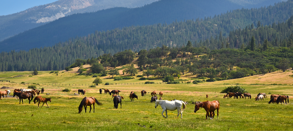 Kerley Horse Center - Website Mock Up-2_edited.png