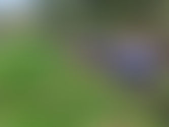 Unhurried Childhood – I