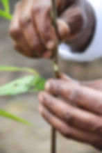 Grafting a Cacao Tree